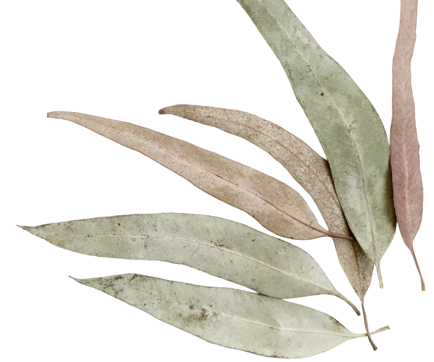 Conscious-Consulting_euc-leaves-png